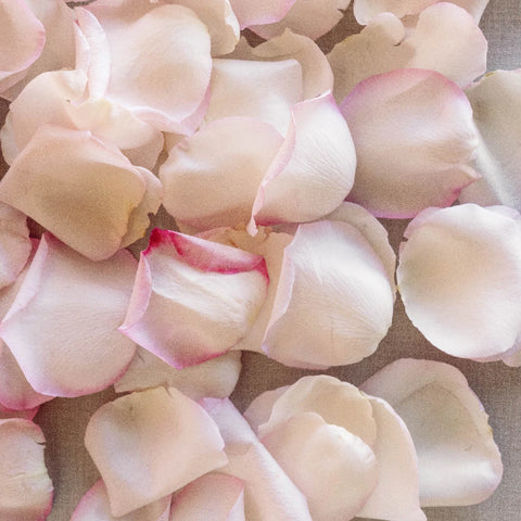 Buy Wholesale Red and White Rose Petals in Bulk - FiftyFlowers