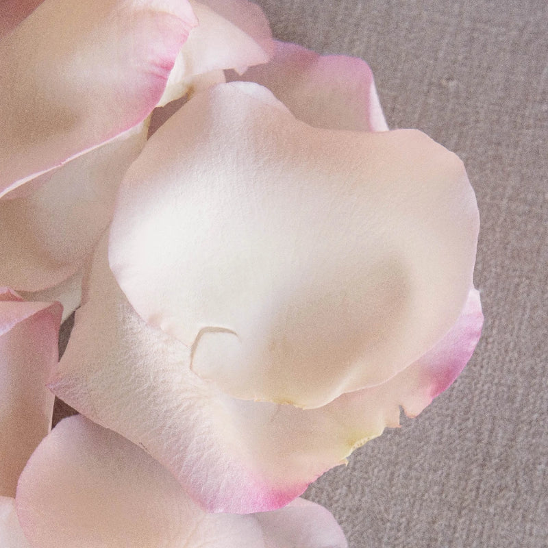 Rose Petals White With Pink Tips Stem - Image
