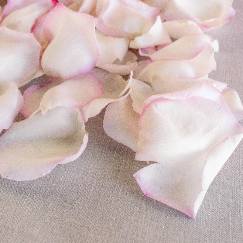 Rose Petals White With Pink Tips Vase - Image
