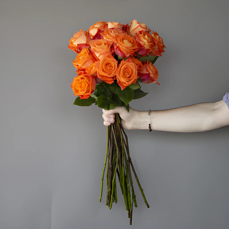 Fresh European Cut Orange Roses For Your House