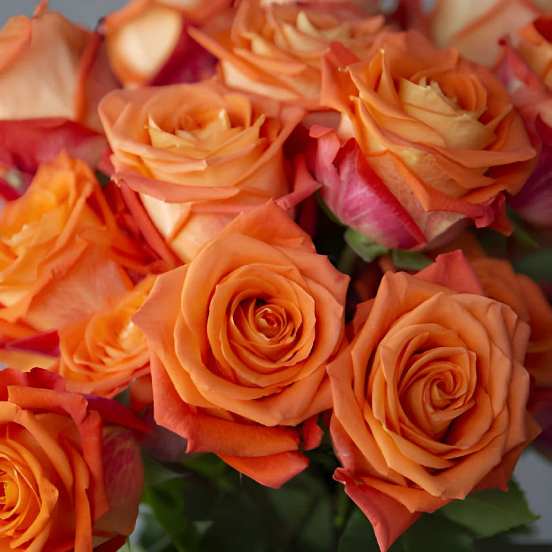 Fresh European Cut Orange Roses For Your House