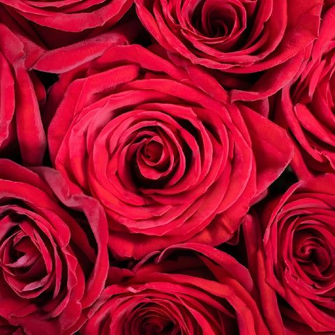 Roses Spiral Valentines Flower Arrangement Close Up - Image