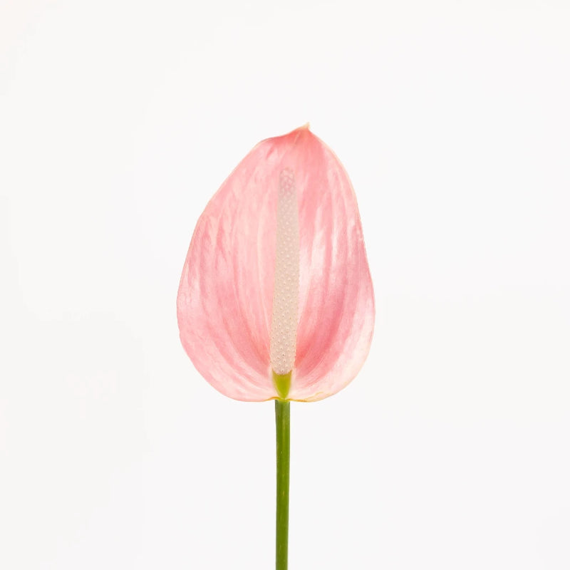 Rosey Pink Designer Anthurium Flower Close Up - Image