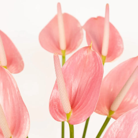 Rosey Pink Designer Anthurium Flower - Image