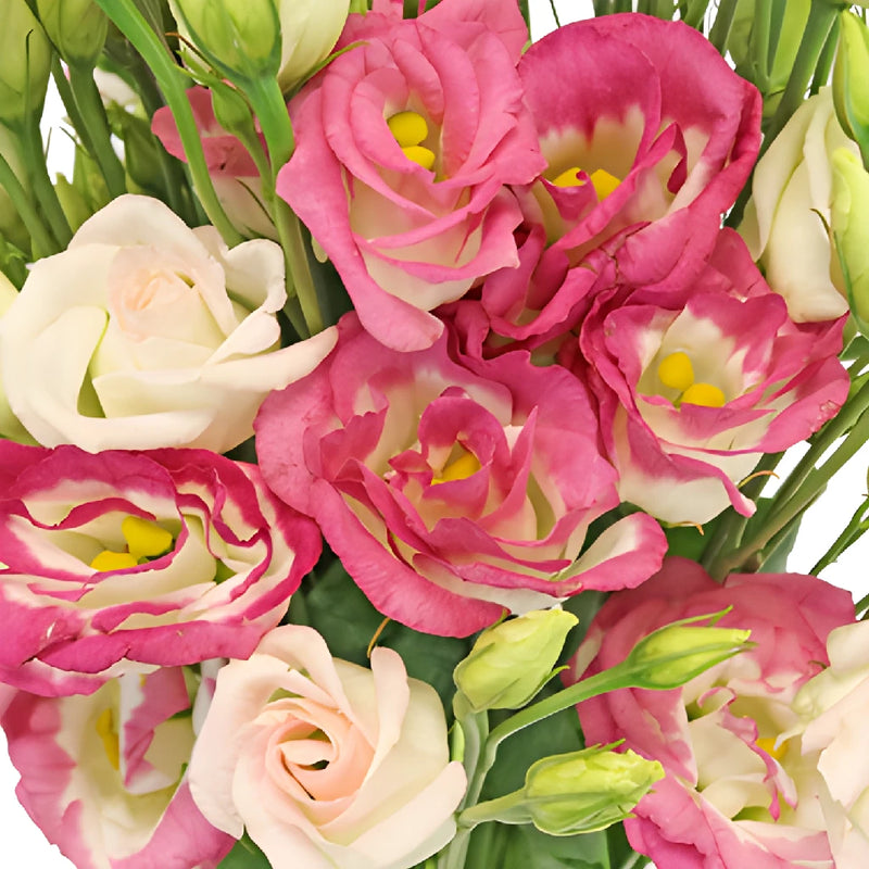 Pink Tipped Lisianthus Bulk Flowers
