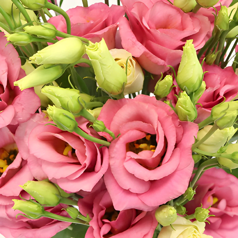 Hues of Pink Bulk Lisianthus Flower
