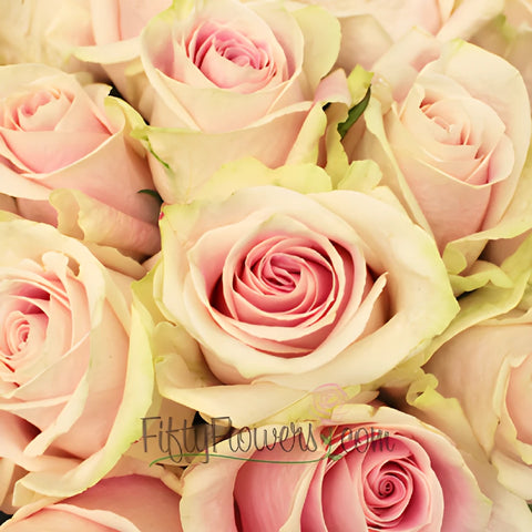 Rosita Vendela Roses