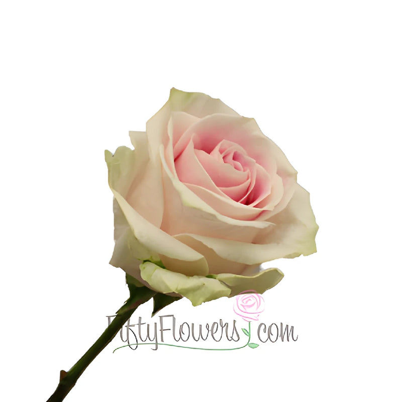 Rosita Vendela Rose Stem