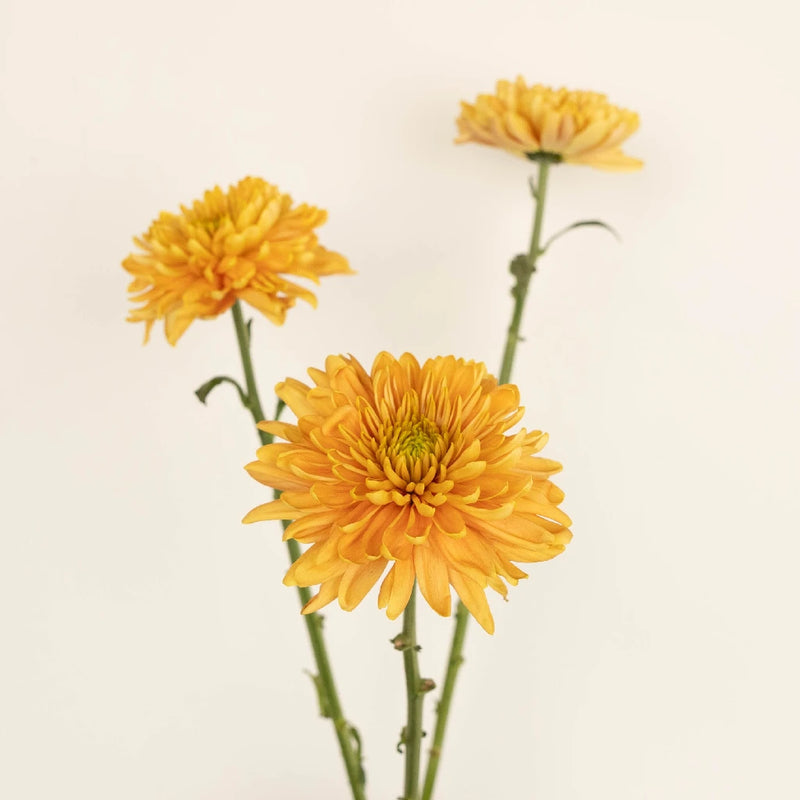 Rossano Orange Cremon Stem - Image