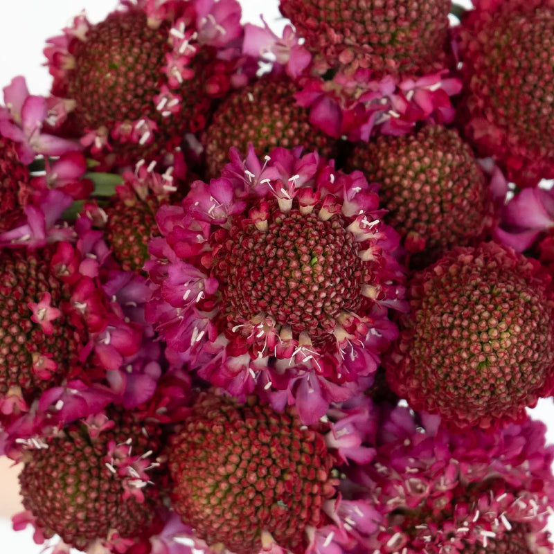 Rosy Cheeks Scabiosa Flower Close Up - Image