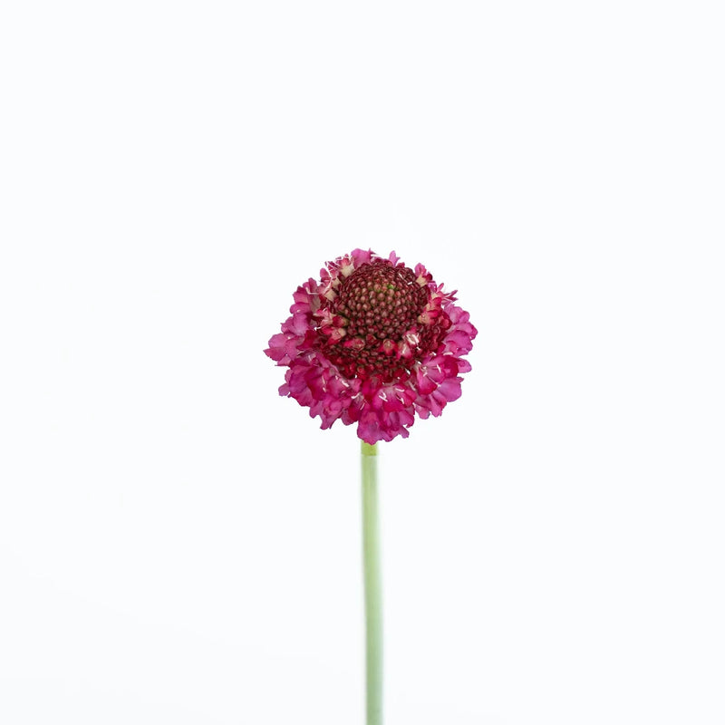 Rosy Cheeks Scabiosa Flower Stem - Image