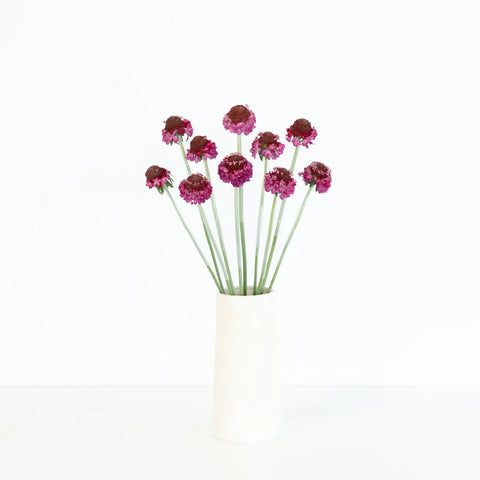 Rosy Cheeks Scabiosa Flower Vase - Image
