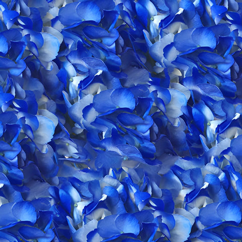 Royal Blue Airbrushed Hydrangea Flower Up Close