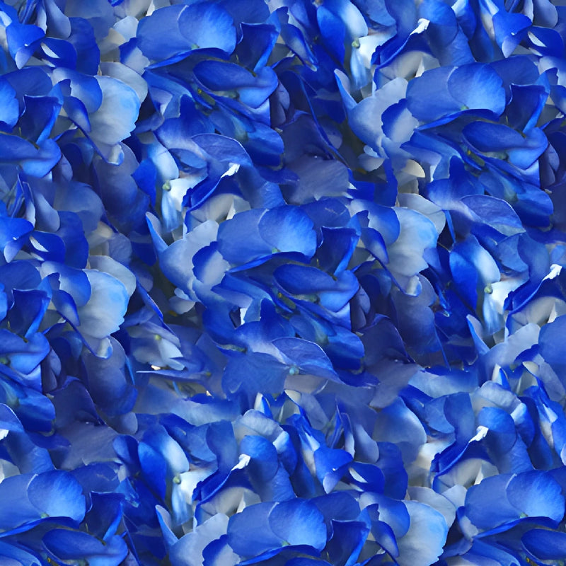 Royal Blue Airbrushed Hydrangea Flower Up Close