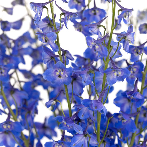 Royal Dark Blue Delphinium Close Up - Image