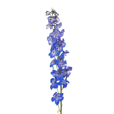 Royal Dark Blue Delphinium Stem - Image