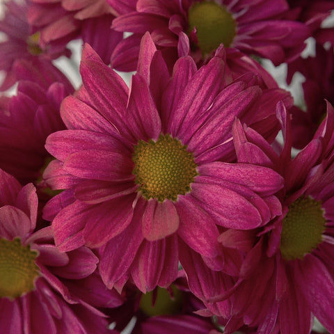 Royal Fuchsia Daisy Flower Close Up - Image