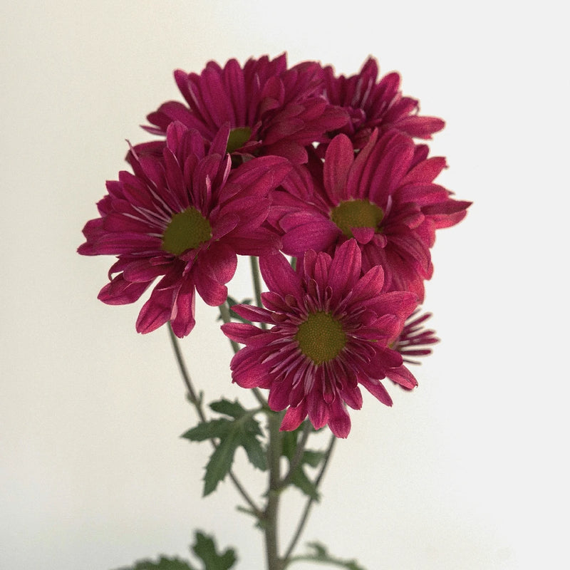 Royal Fuchsia Daisy Flower Stem - Image