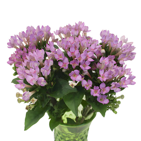 Lavender Bouvardia Flowers
