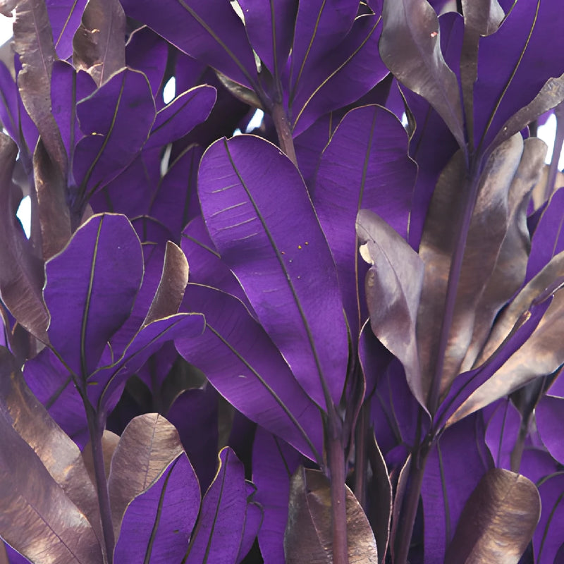 Royal Purple Tinted Integrafolia Filler