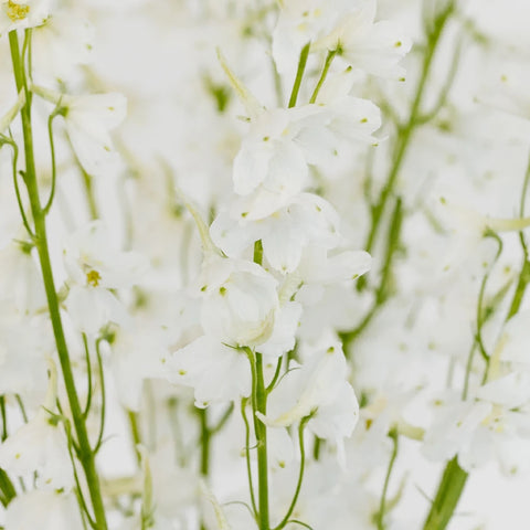 Royal White Delphinium Flower Close Up - Image