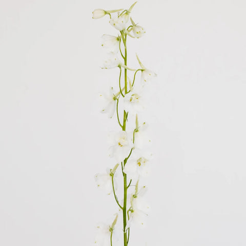 Royal White Delphinium Flower Stem - Image