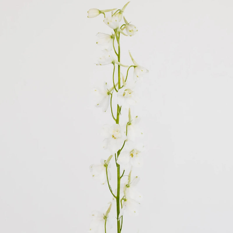 Royal White Delphinium Flower Stem - Image