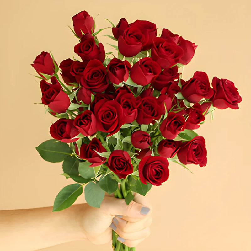 Dark Red Fresh Spray Roses