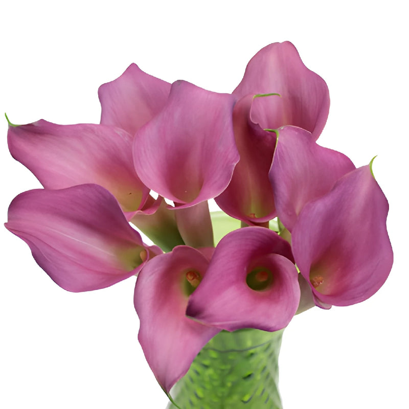 Deep Lavender Mini Calla Lily Flower
