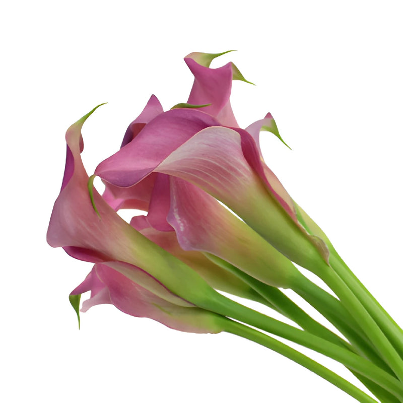 Deep Lavender Mini Calla Lily Flower