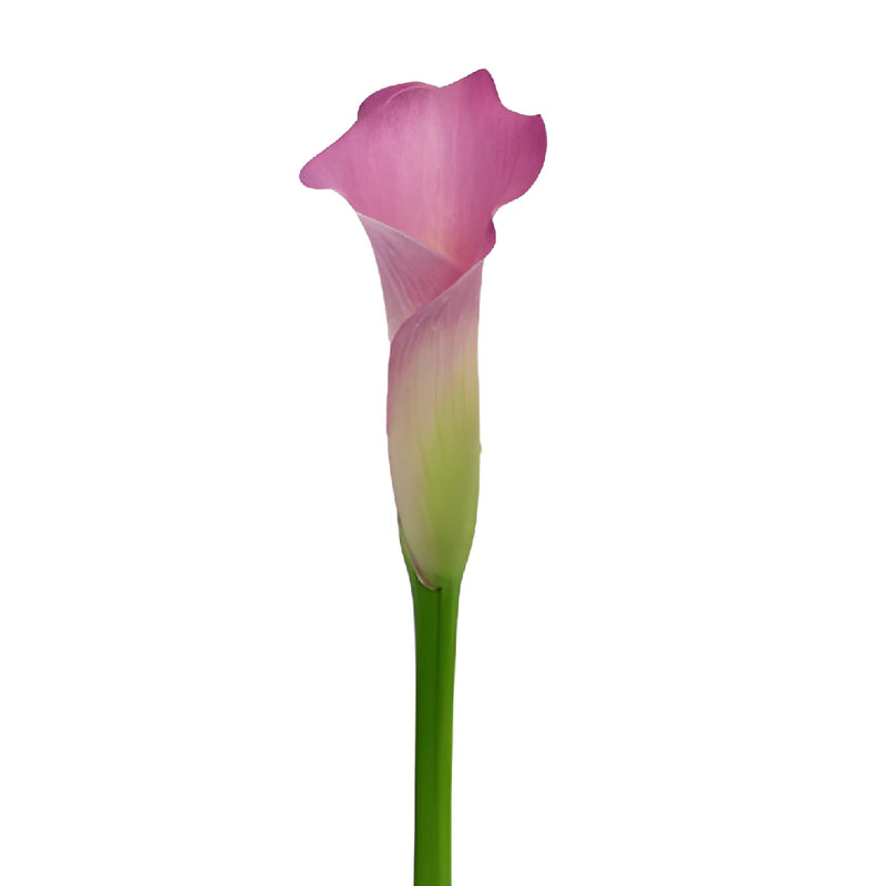 Deep Lavender Mini Calla Lily Flower