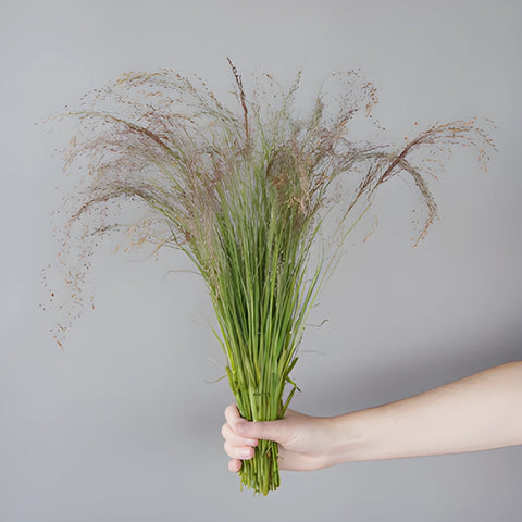 Ruby Silk Love Grass