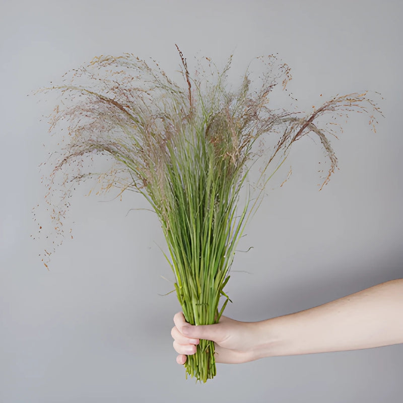 Ruby Silk Love Grass