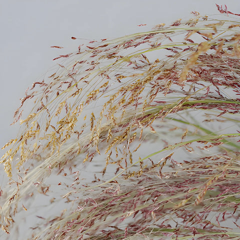 Ruby Silk Love Grass