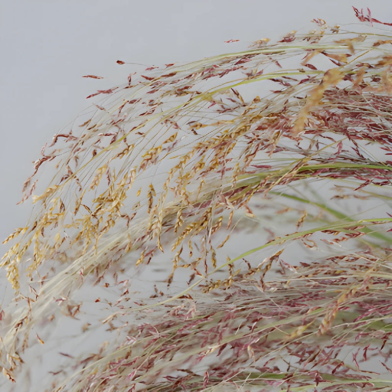 Ruby Silk Love Grass