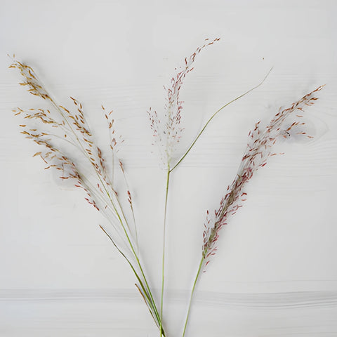 Ruby Silk Love Grass