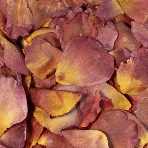 Rust Rose Dried Petals Close Up - Image