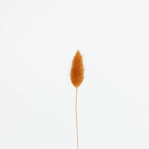 Rustic Brown Dried Bunny Tails Stem - Image