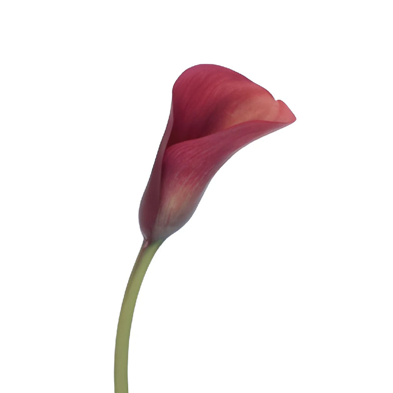 Rustic Red Mini Calla Lily Flower