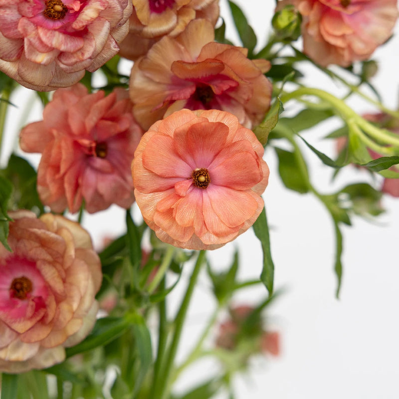 Rusty Orange Butterfly Ranunculus Flower Close Up - Image