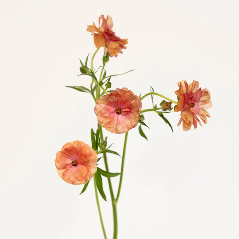 Rusty Orange Butterfly Ranunculus Flower Stem - Image