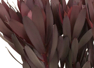 Safari Sunset Leucadendron Close Up - Image