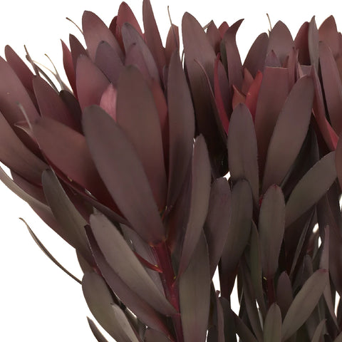 Safari Sunset Leucadendron Close Up - Image