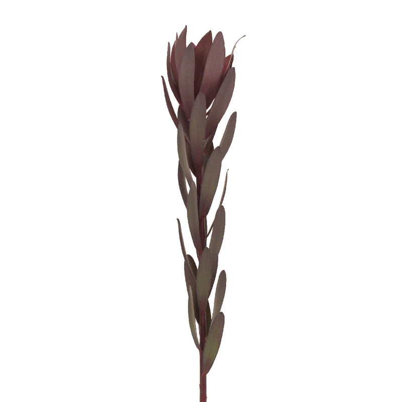Safari Sunset Leucadendron Stem - Image