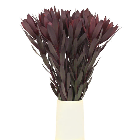 Safari Sunset Leucadendron Vase - Image