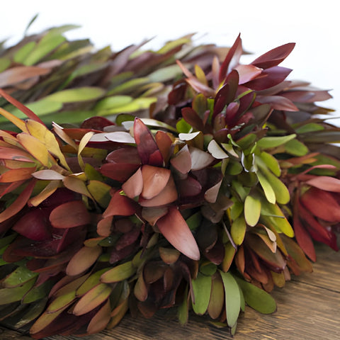 Safari Sunset Wreaths