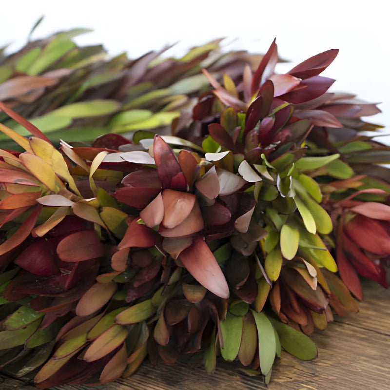 Safari Sunset Wreaths