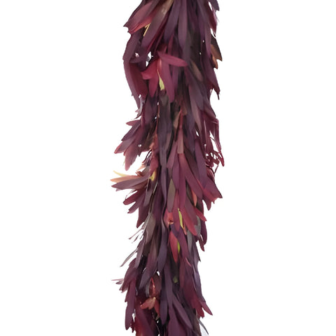 Safari Sunset Leucadendron Garland