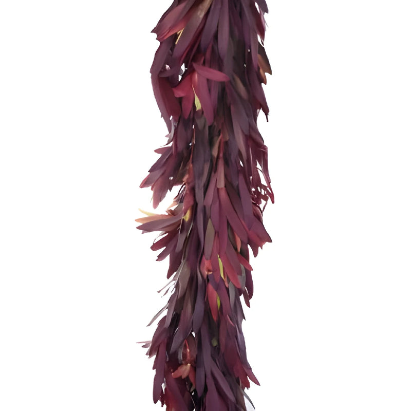 Safari Sunset Leucadendron Garland