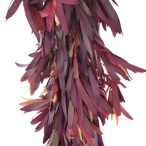 Safari Sunset Leucadendron Garland